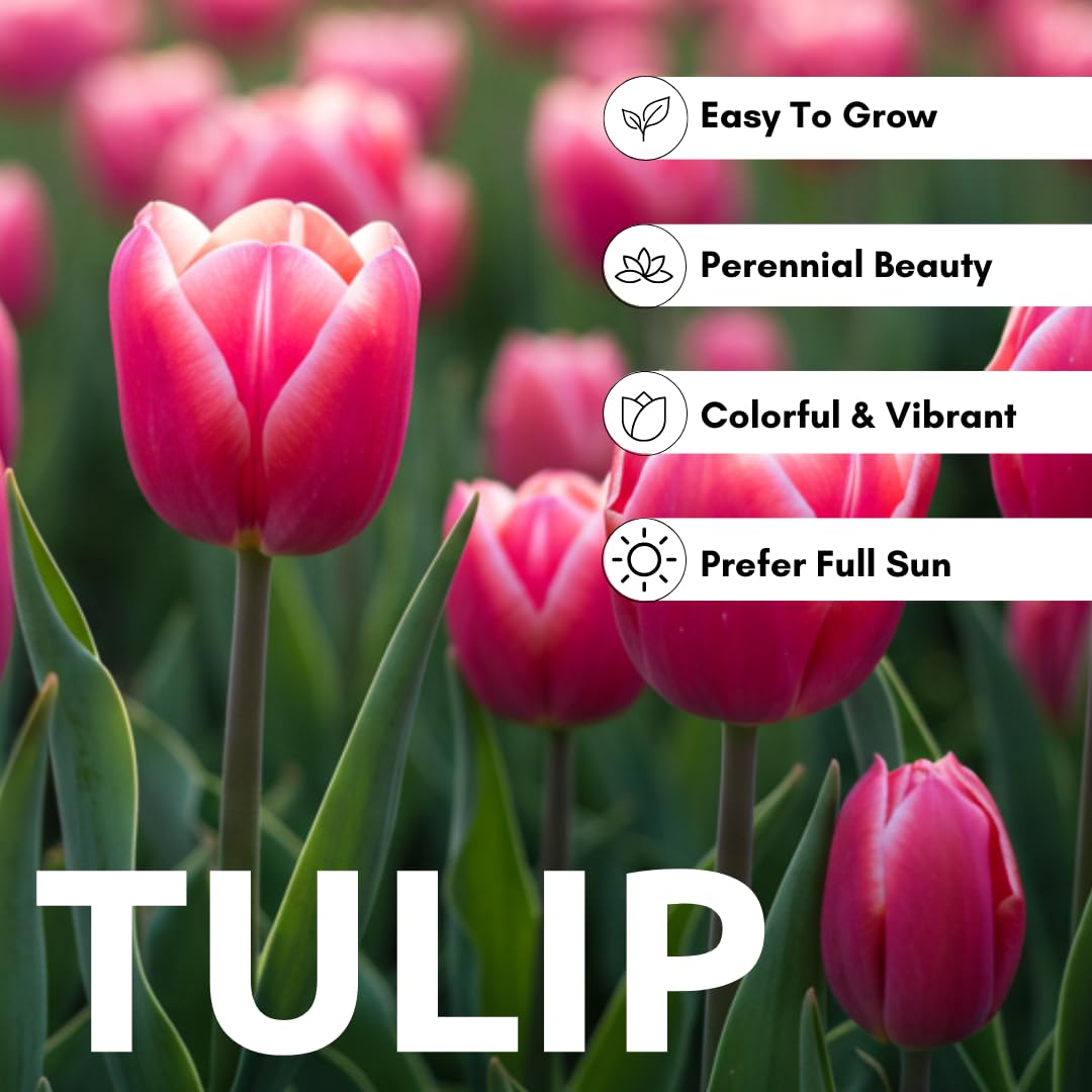 Plant pink tulips in your garden for colorful early spring.