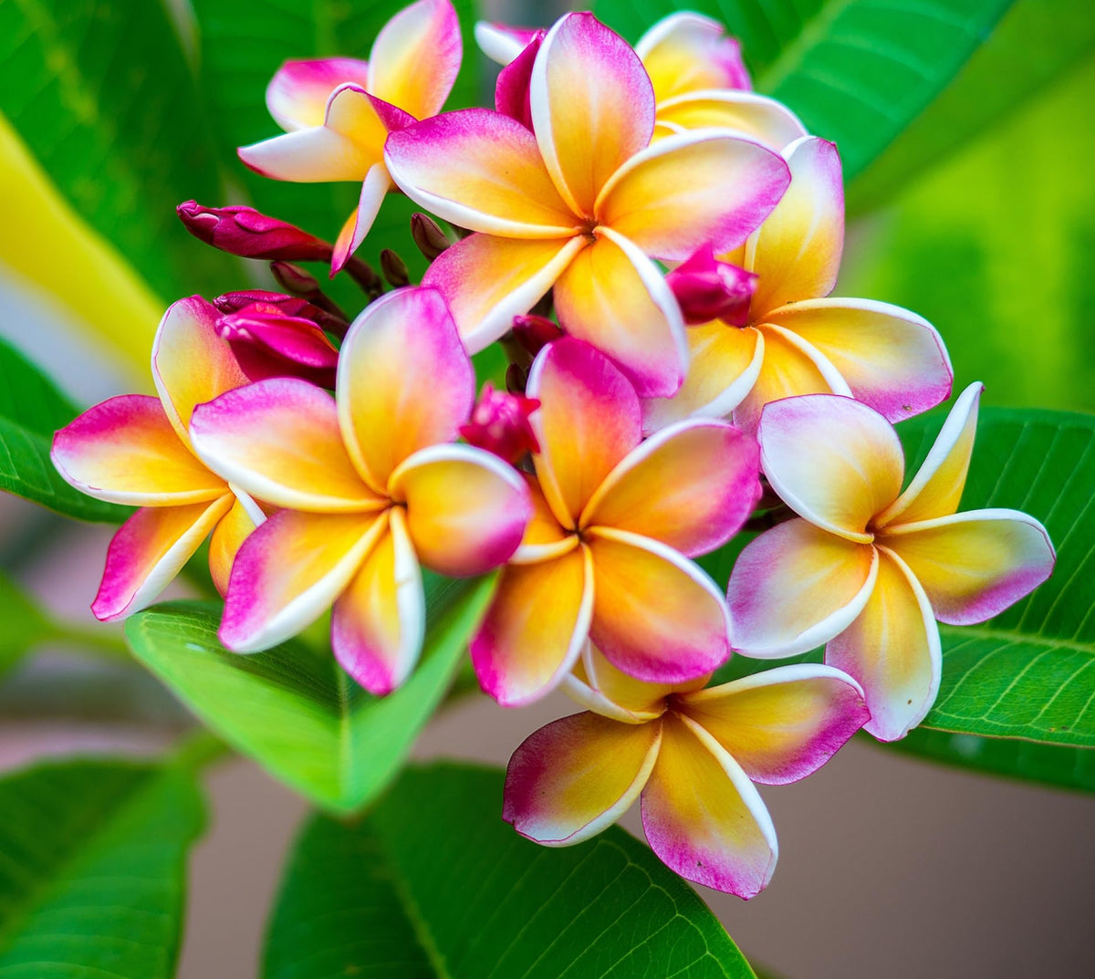 CZ Grain Plumeria Rubra seeds for planting, flowering shrub with fragrant clusters for garden borders.
