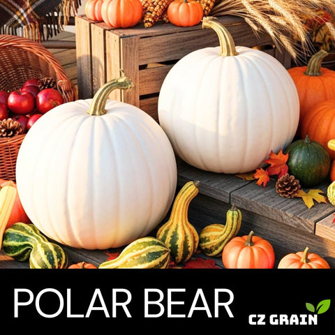 CZ Grain Polar Bear seeds in hand ready for garden planting and large pumpkins