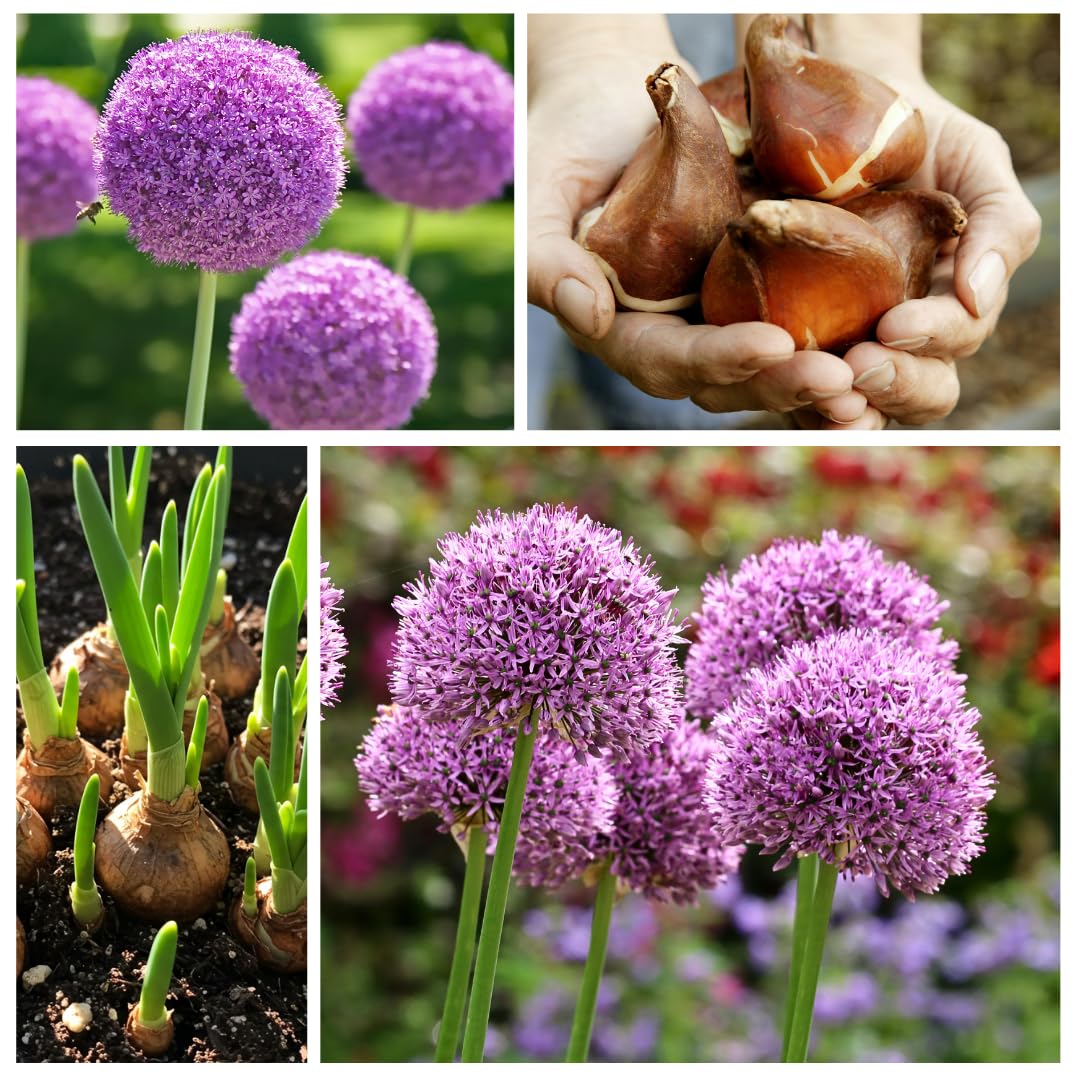 CZ Grain allium attracting pollinators such as butterflies.