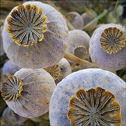 CZ Grain The Giant poppy seeds close-up, ideal for baking with a nutty aroma.