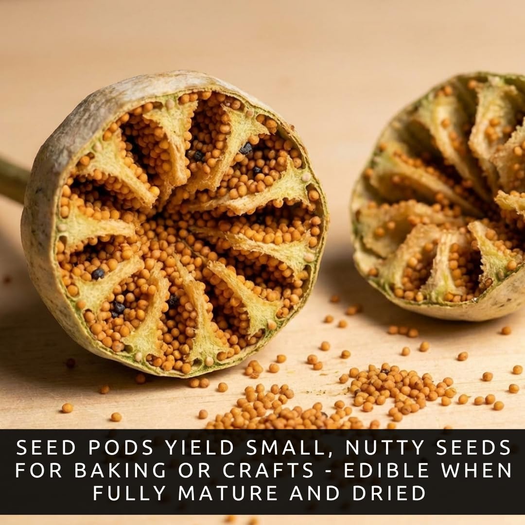 CZ Grain poppy seeds shown on baking board for pastry use.