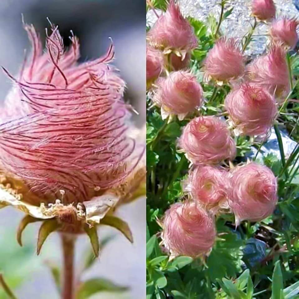 CZ Grain Prairie Smoke seeds 10 count showing rare Geum triflorum for pollinator gardens