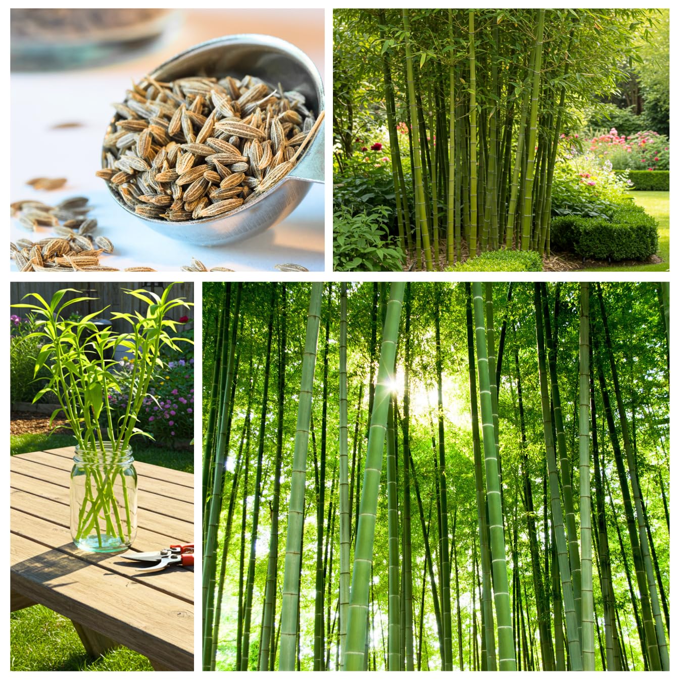CZ Grain 420 Giant Bamboo for windbreak and shelter in landscapes.