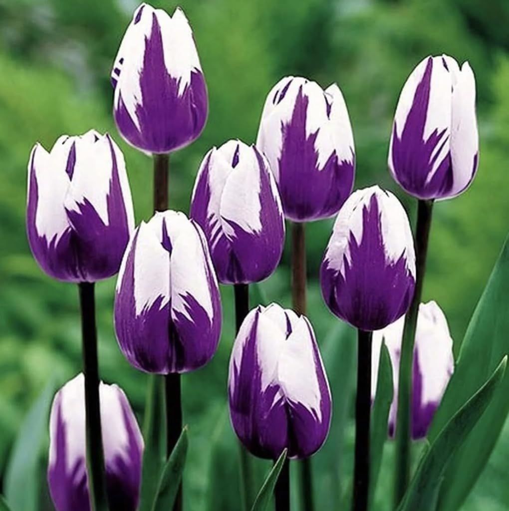 CZ Grain Purple Flaming Flag tulips bulbs ready for planting, delivering vibrant color.
