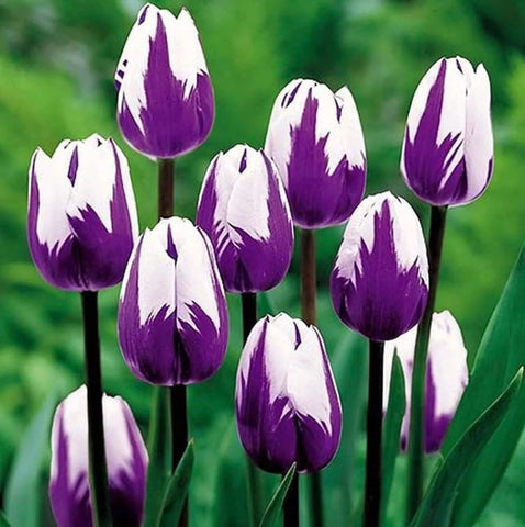 CZ Grain Purple Flaming Flag tulips bulbs ready for planting, delivering vibrant color.