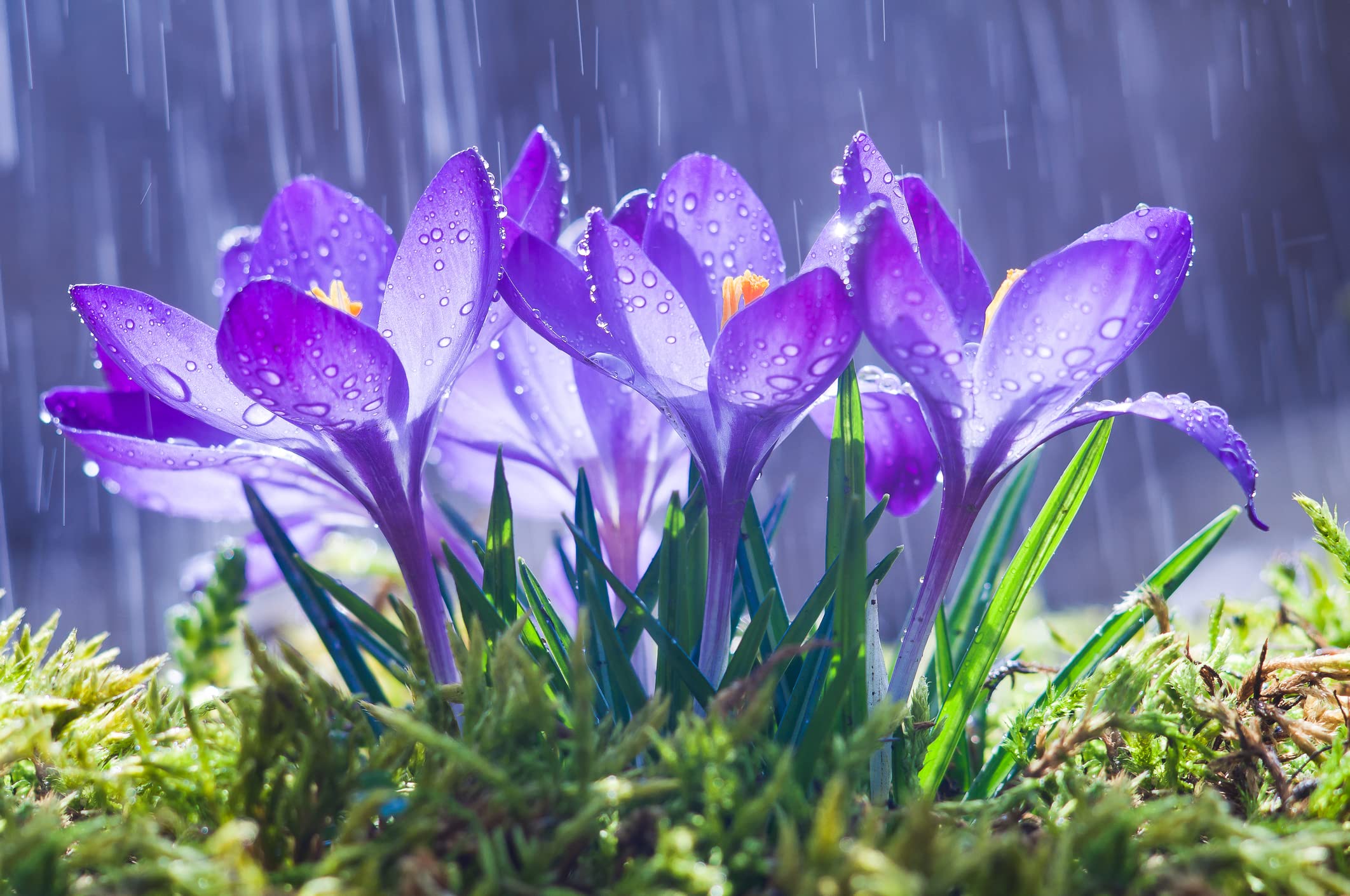 CZ Grain Purple Remembrance Crocus flowers blooming in early spring for bright garden color.