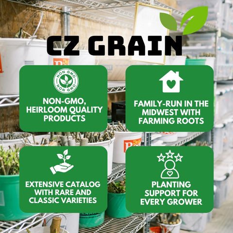 CZ Grain Quality seeds support healthy growth and germination