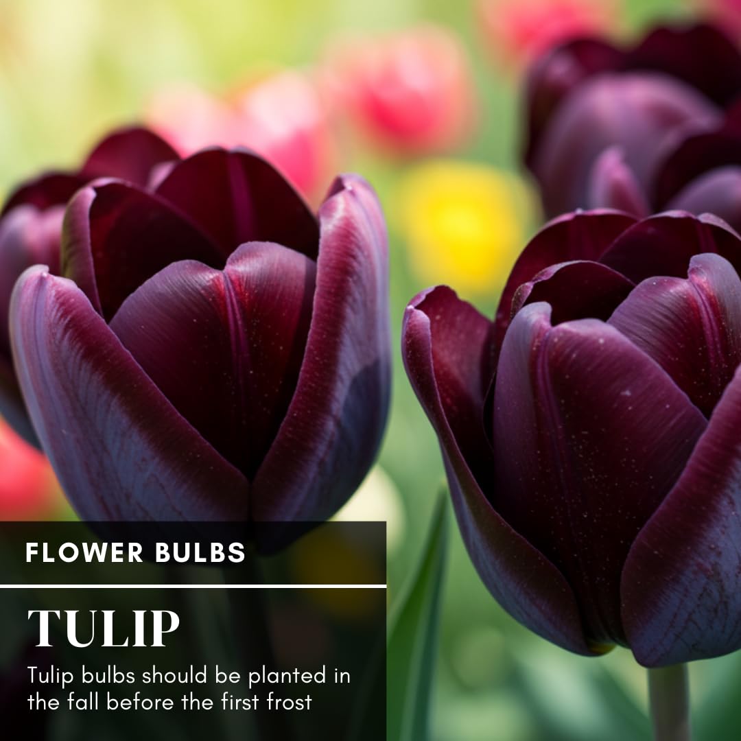 CZ Grain Queen of the Night tulips in water vase for vibrant indoor color.