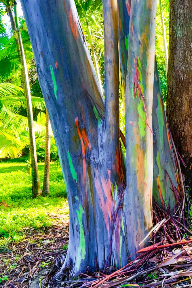 CZ Grain Rainbow Eucalyptus germination step image showing seed depth and moisture.