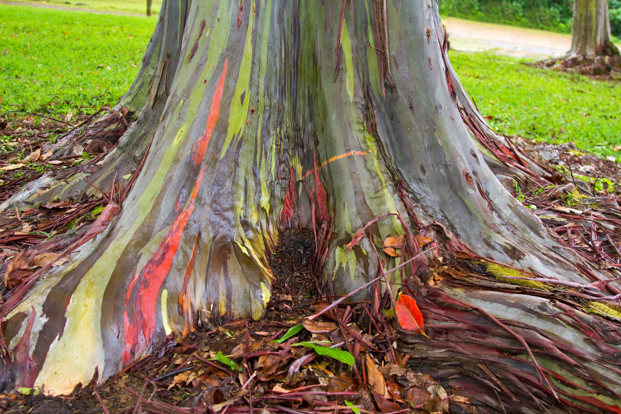CZ Grain Rainbow Eucalyptus seedlings thriving in a sunny container setup.