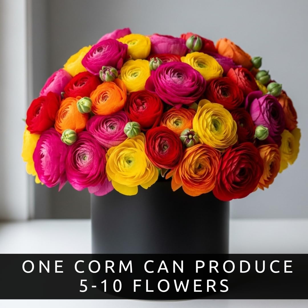 CZ Grain Ranunculus mix bulbs – close-up bloom preview for colorful arrangements.