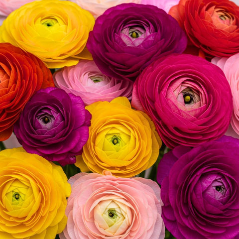 CZ Grain Ranunculus mix bulbs – front view for a vibrant spring border.