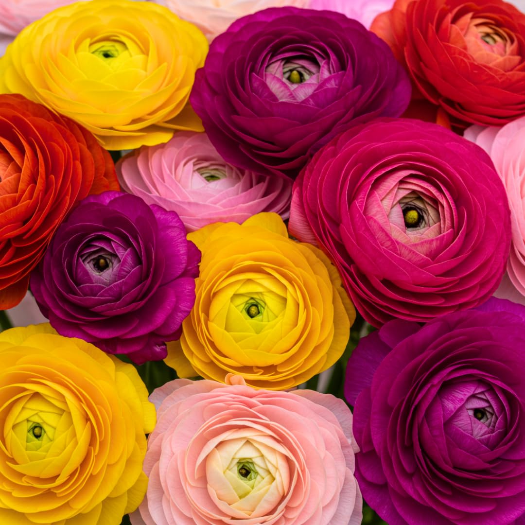 CZ Grain Ranunculus Mix bulbs close up for strong spring blooms