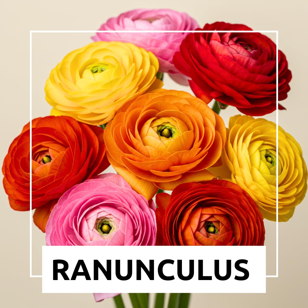 CZ Grain Ranunculus Mix ready to plant in containers for bright seasonal accents