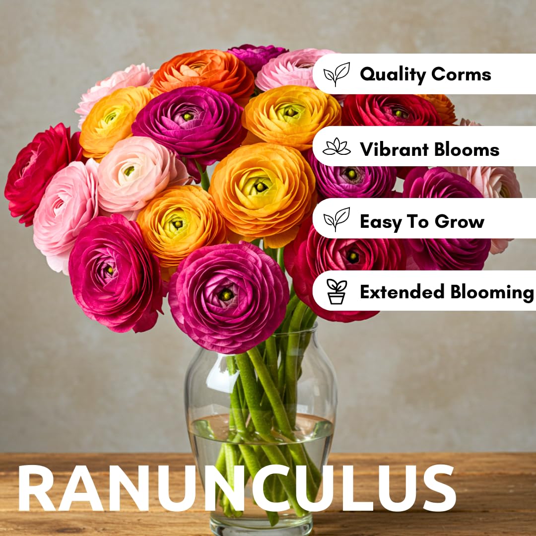 CZ Grain Ranunculus Mix suitable for cut flower bouquets with durable stems