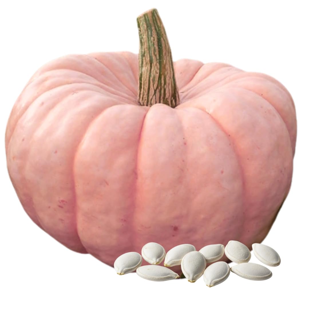 CZ Grain Rare Porcelain Doll Pink Pumpkin Seeds for eye-catching fall decor and craft projects