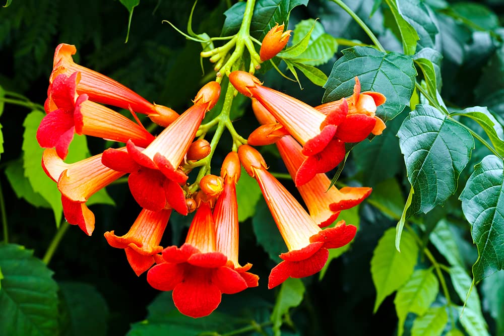 CZ Grain Rare Red Hummingbird Vine seeds – seed-pack, vibrant blooms for a striking garden focal point.