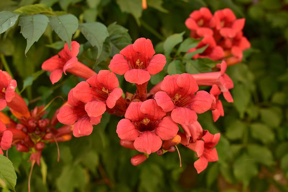 CZ Grain Rare Red Hummingbird Vine seeds – closeup-blooms, non-GMO seeds ideal for color-rich borders.