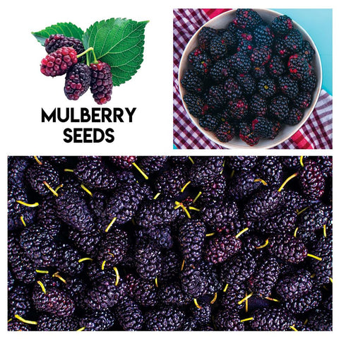 CZ Grain raspberry seeds close up for quick home harvest