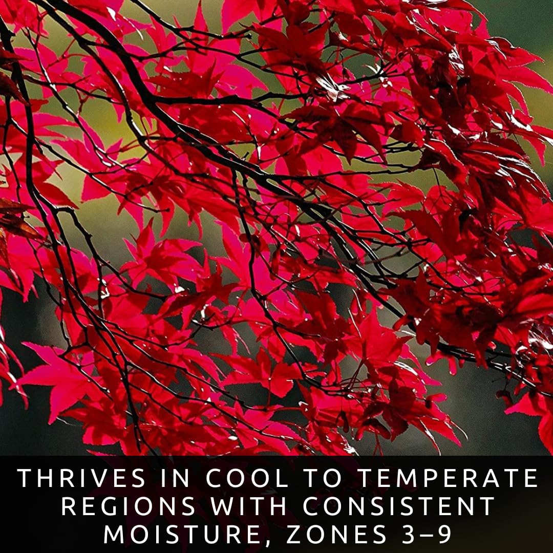 CZ Grain red maple seed bundle ideal for growing heirloom Acer rubrum trees.