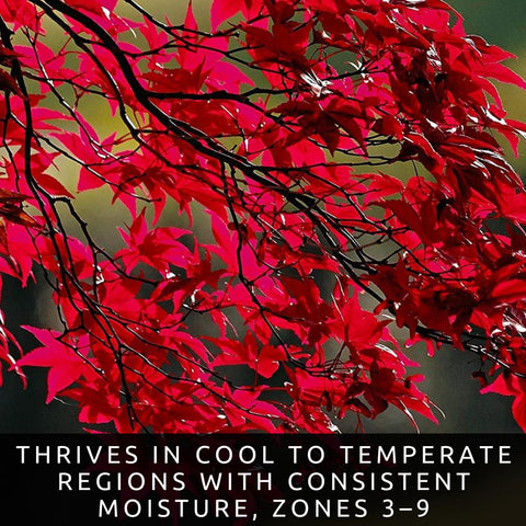 CZ Grain red maple seed bundle ideal for growing heirloom Acer rubrum trees.