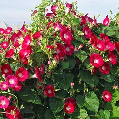 CZ Grain red morning glory vine bloom-closeup shows scarlet flowers for vibrant garden walls.