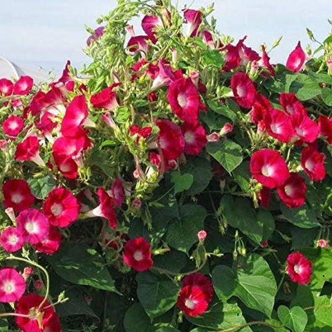 CZ Grain red morning glory vine bloom-closeup shows scarlet flowers for vibrant garden walls.
