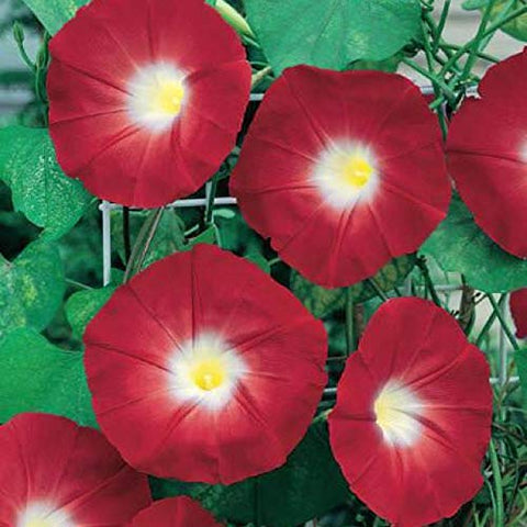 CZ Grain red morning glory seeds-100 ready to plant for a bright trellis display.