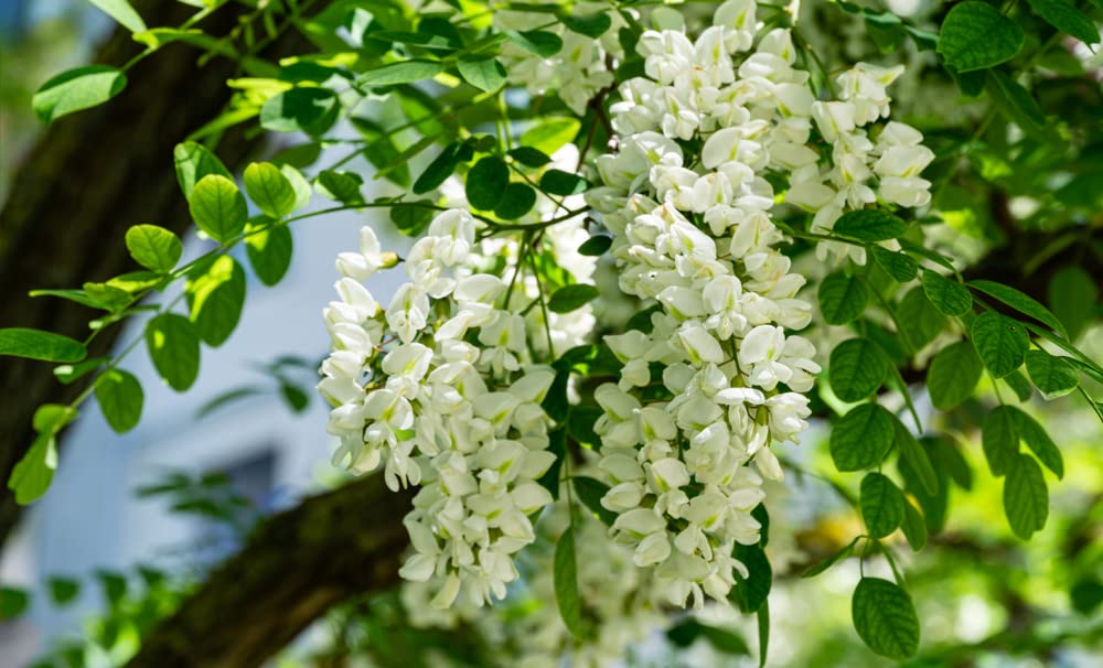 CZ Grain robinia pseudoacacia seeds with planting instructions for easy germination.