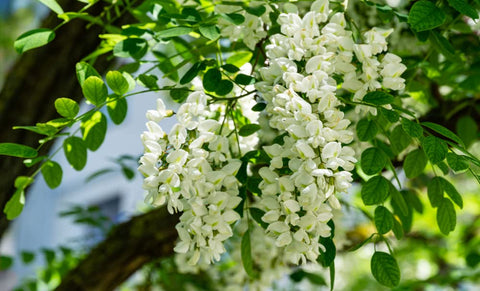 CZ Grain robinia pseudoacacia seeds with planting instructions for easy germination.