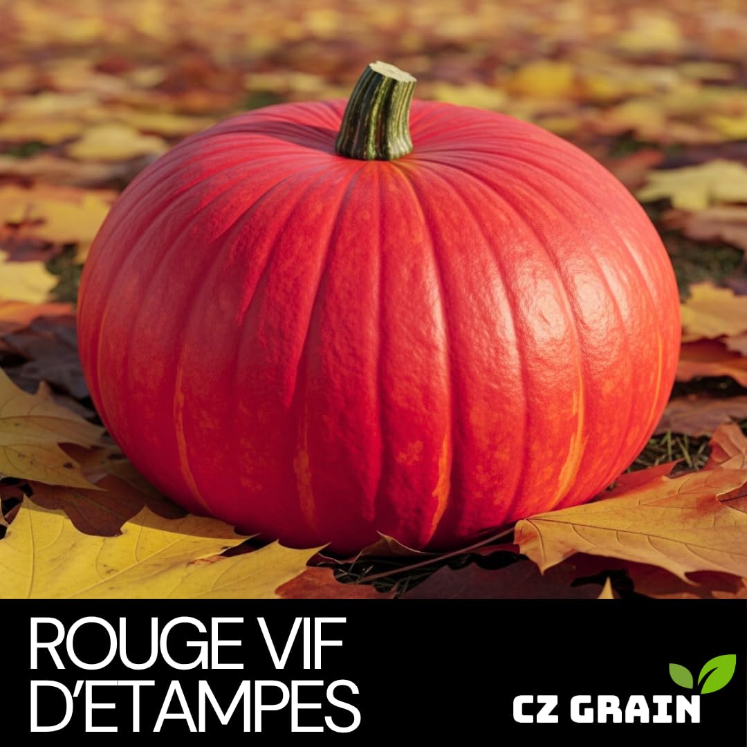 CZ Grain Rouge VIF d'Étampes seeds closeup emphasizing seed texture for planting.