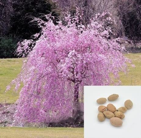 CZ Grain Sakura bonsai seeds closeup showing seed texture ideal for sowing.