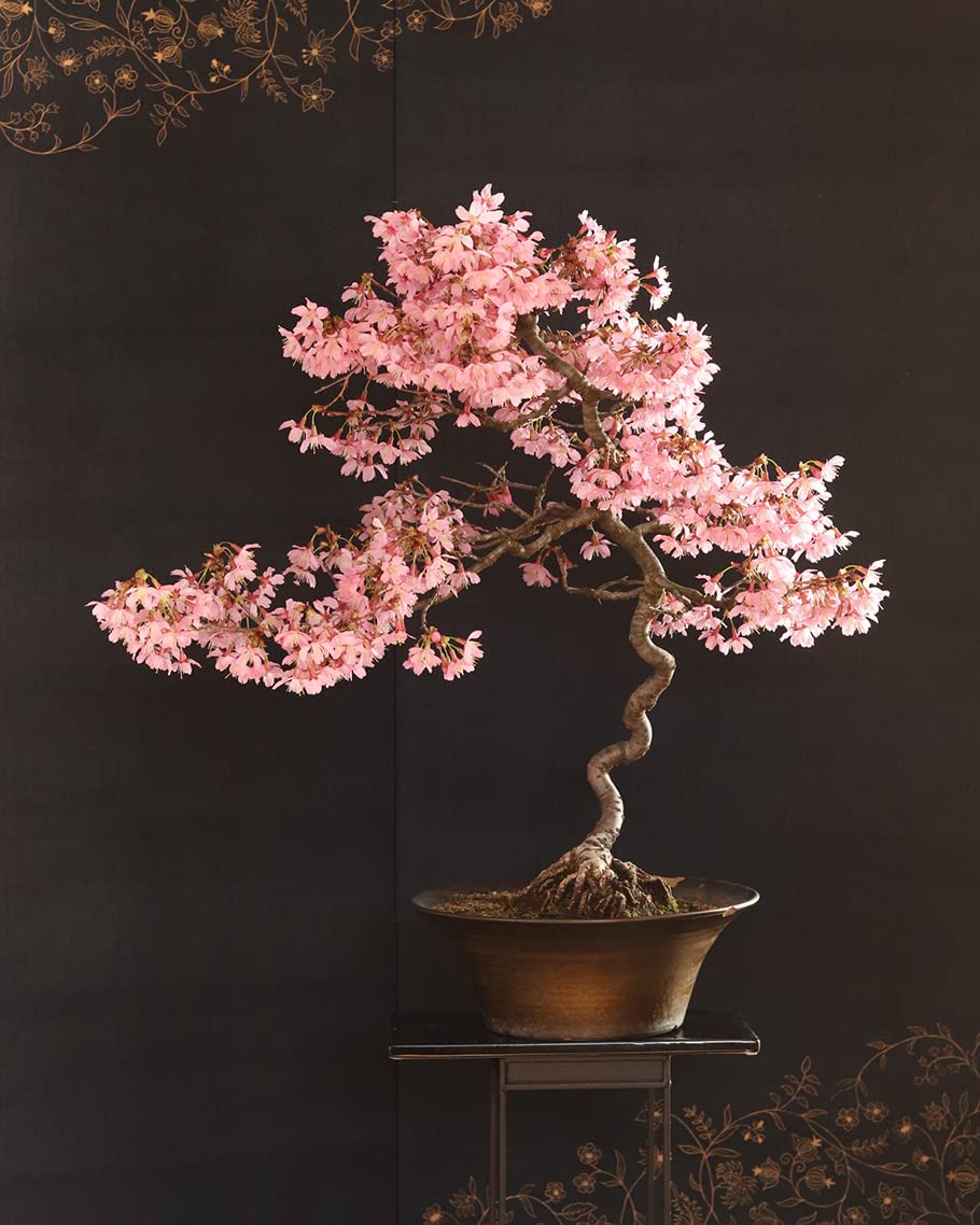 CZ Grain Sakura bonsai seeds pack ready to start a cherry blossom bonsai project.