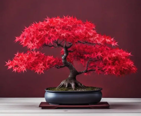 CZ Grain Scarlet Red Maple bonsai seeds front view ready for indoor or outdoor growth