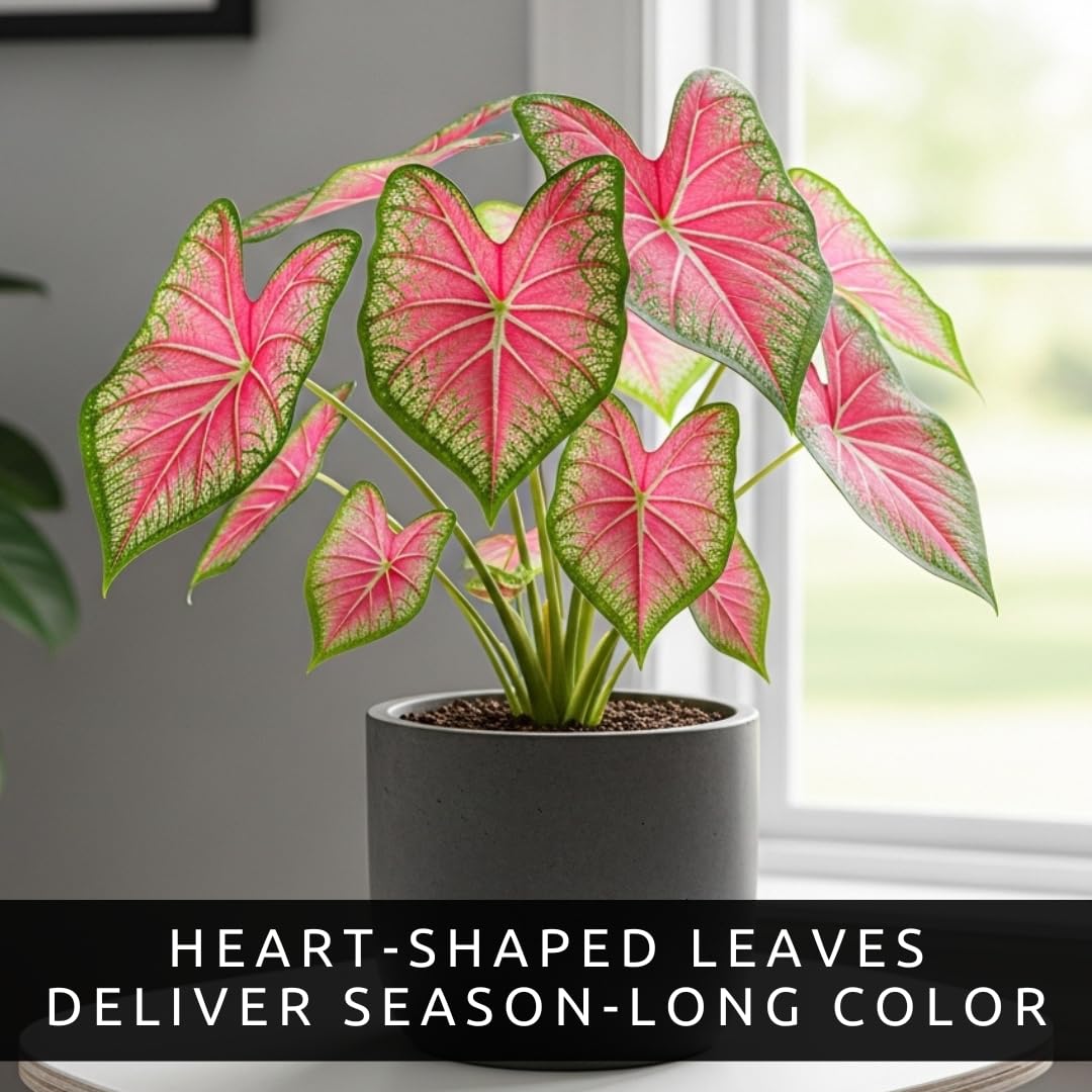 CZ Grain Shade-loving caladium thrives in partial sun under trees.