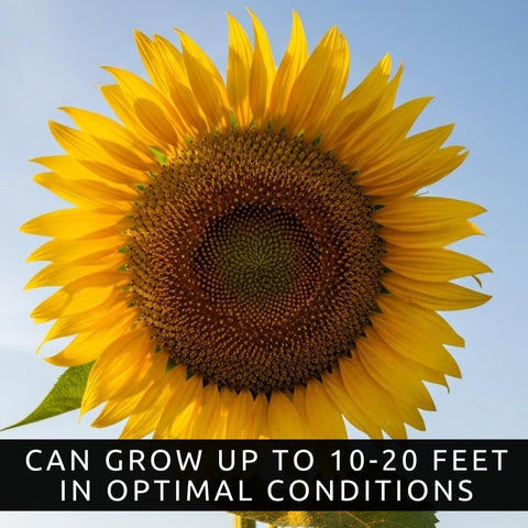 CZ Grain Skyscraper Sunflower 8–12 inch bloom ideal for cut flowers.