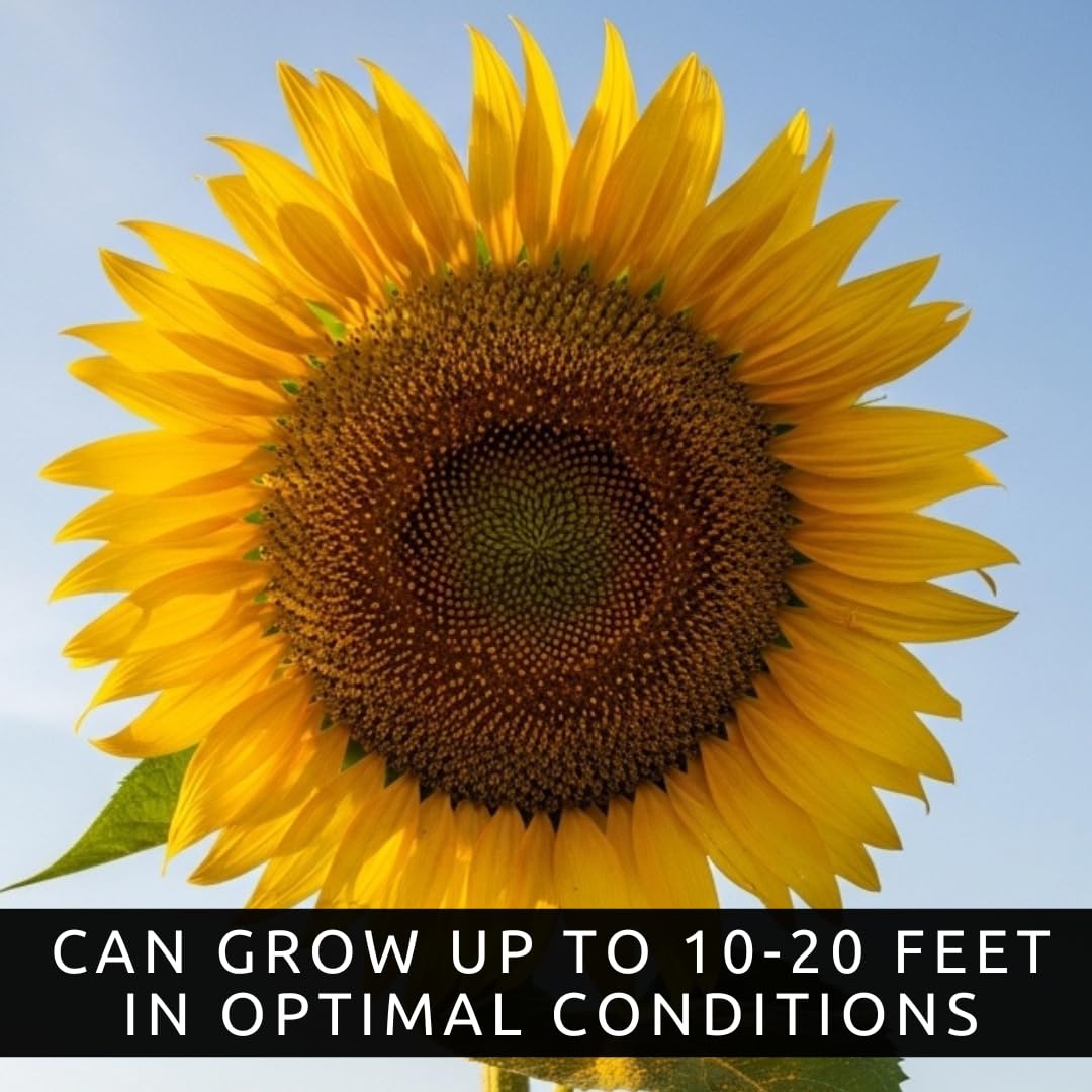 CZ Grain Skyscraper Sunflowers track the sun, adding movement to outdoor spaces.