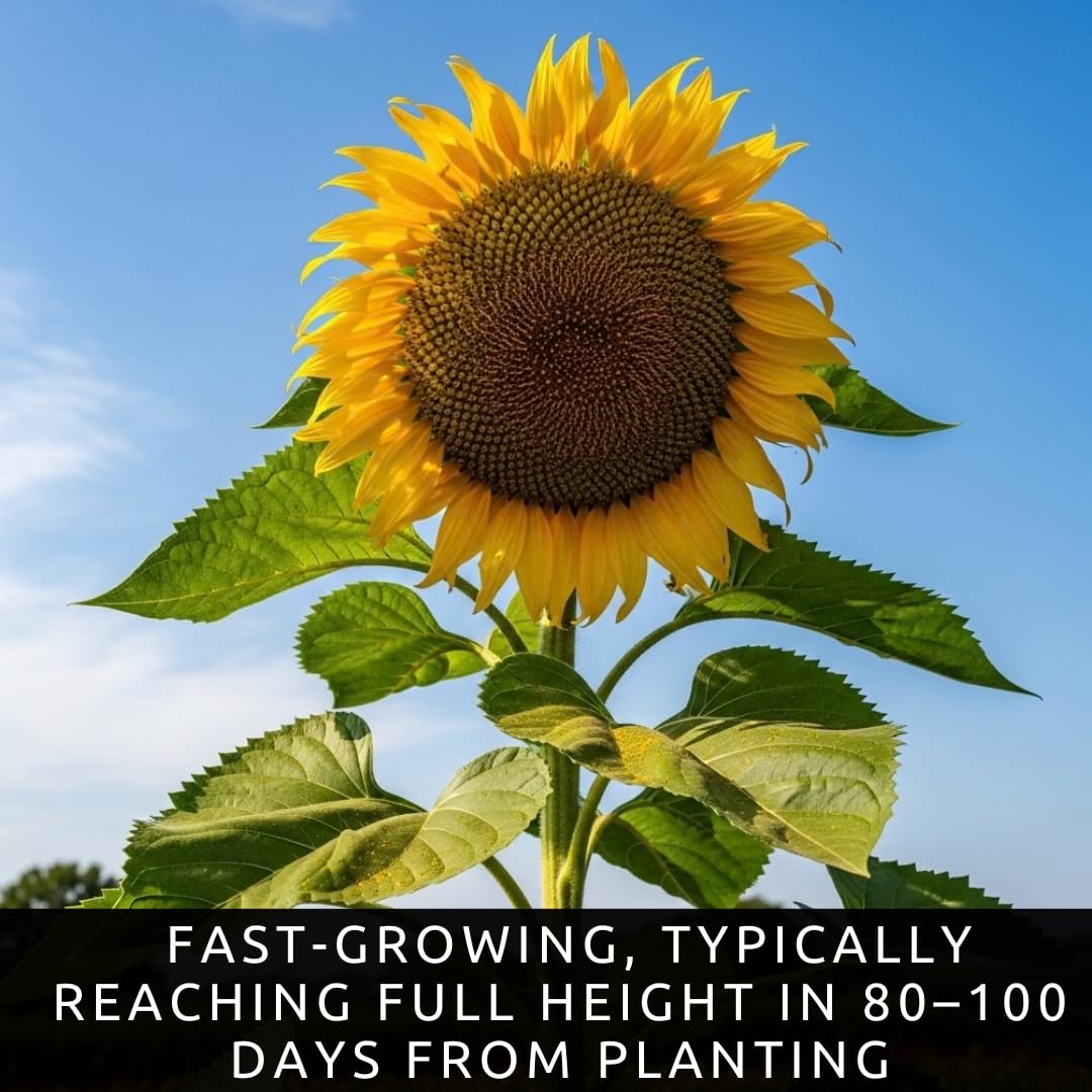 CZ Grain Skyscraper Sunflower thrives in well-draining soil with steady moisture.