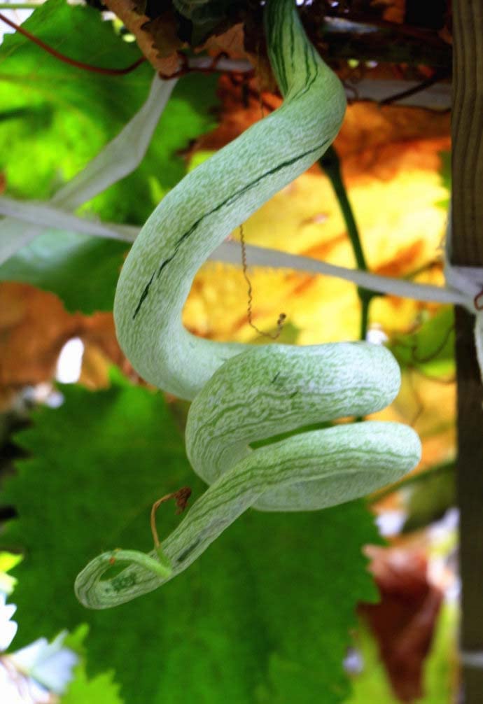 CZ Grain snake gourd seeds 20-pack ready for planting in home gardens.
