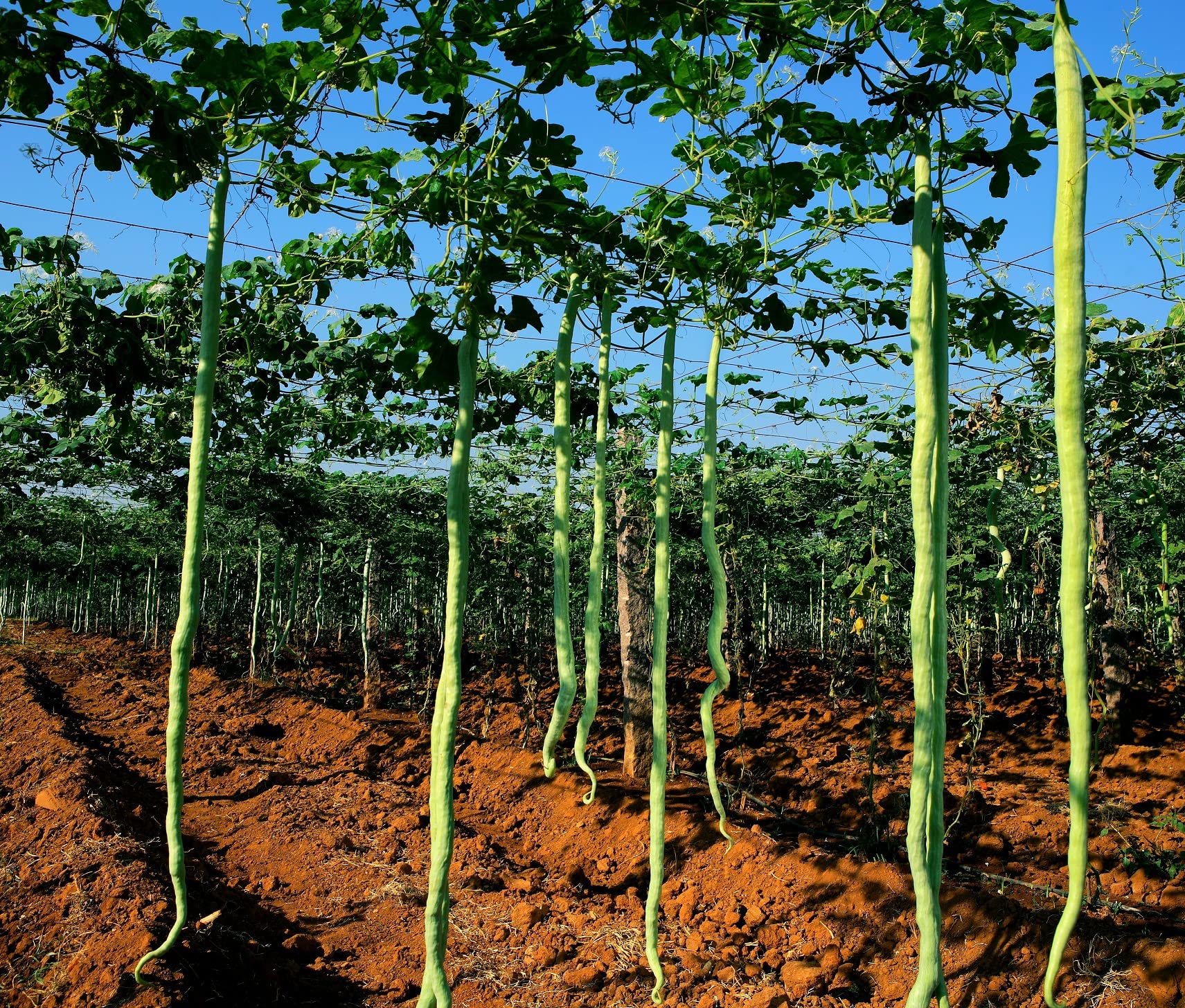 CZ Grain snake gourd seeds for garden planting and steady growth.