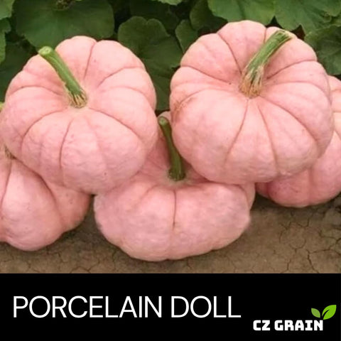CZ Grain Soft pink pumpkins provide vibrant color for home decor and displays