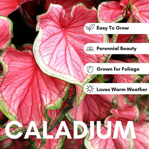 CZ Grain Spicy Lizard Caladium bulbs in a garden pot, ideal for shade borders