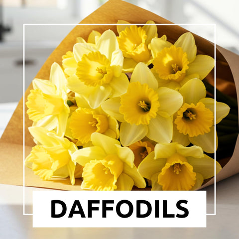CZ Grain hardy perennials; easy-to-grow yellow daffodils that return season after season.