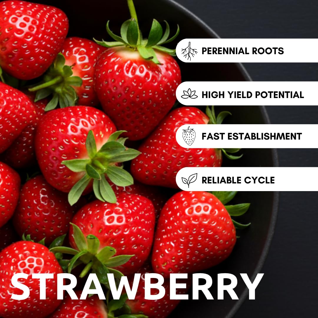 CZ Grain strawberry seeds packaging closeup ready for sowing