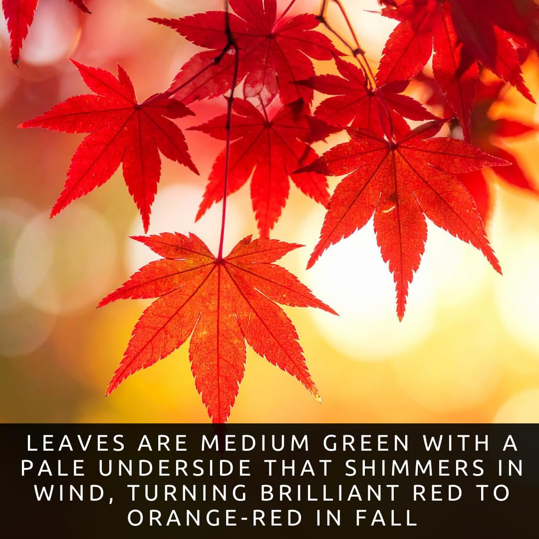 CZ Grain stunning red leaves showcase in outdoor plantings with vibrant fall color.