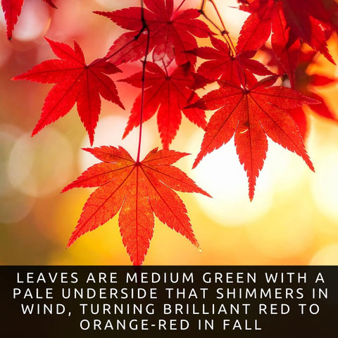 CZ Grain stunning red leaves showcase in outdoor plantings with vibrant fall color.
