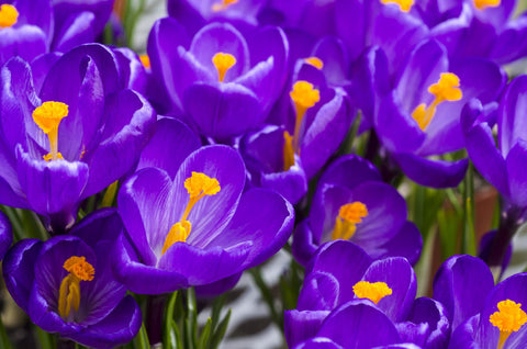 CZ Grain crocus elevates spring curb appeal with colorful blooms.
