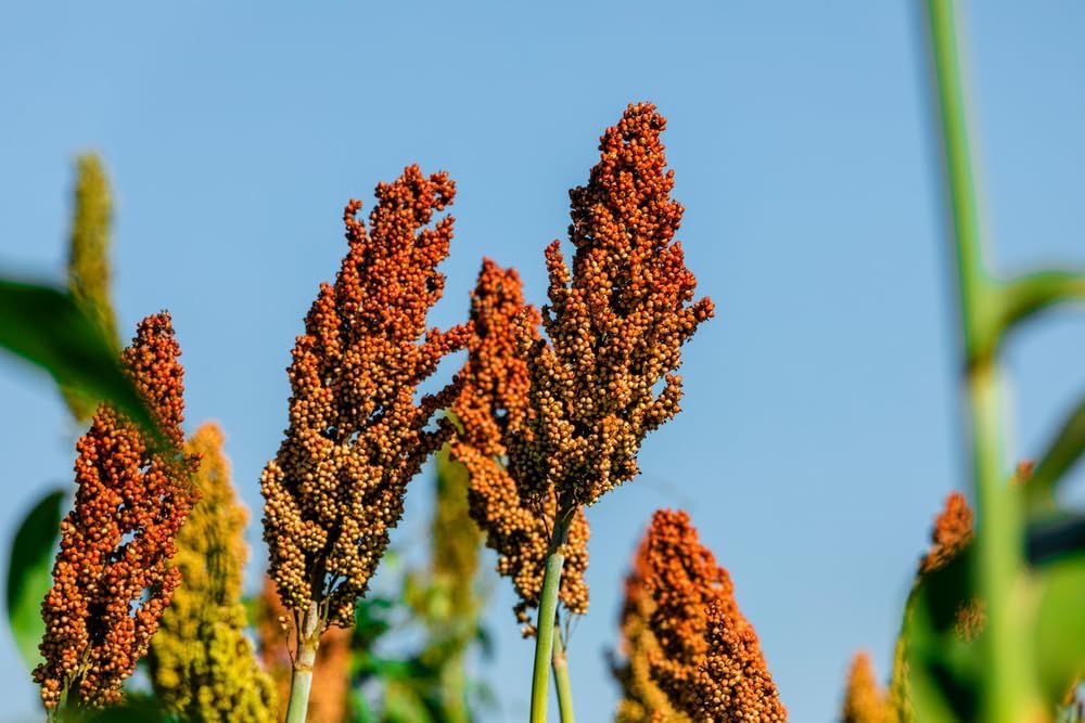 CZ Grain Sweet Sugar Cane Sorghum seeds for home garden planting and grain or syrup use