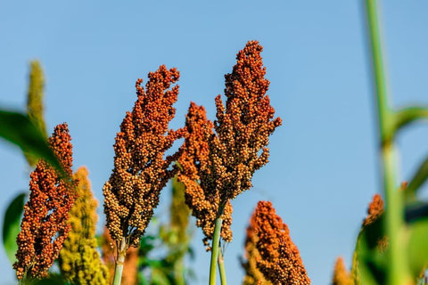 CZ Grain Sweet Sugar Cane Sorghum seeds for home garden planting and grain or syrup use
